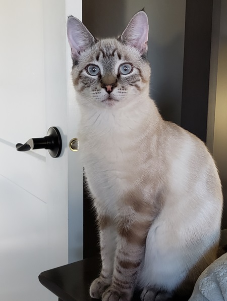 rico cat.jpg