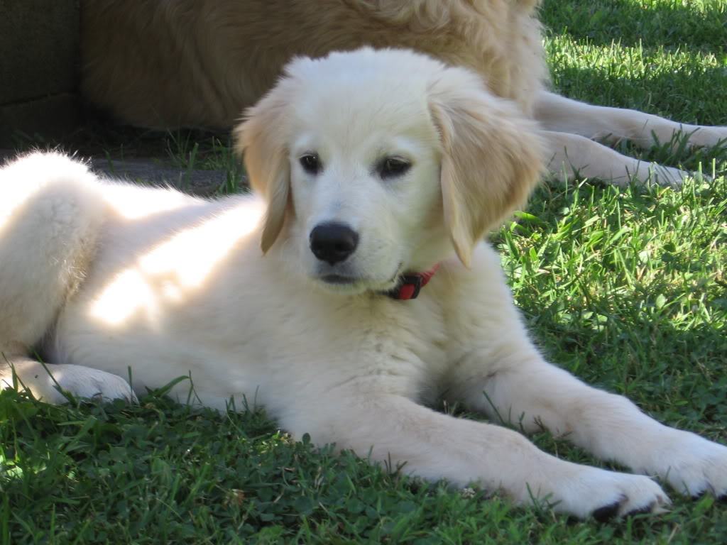 RileyPupPics004.jpg