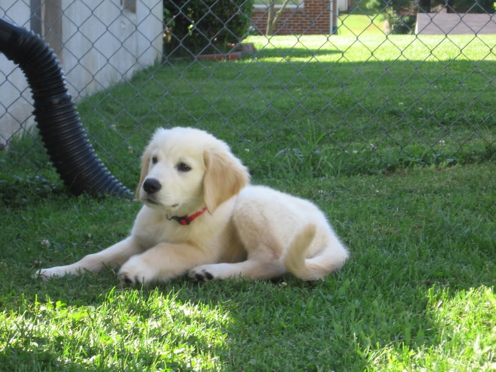 RileyPupPics008.jpg