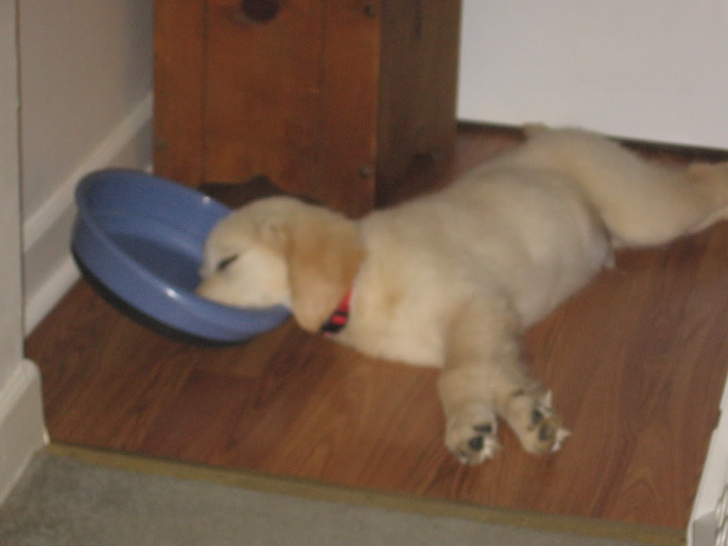 RileyPupPics014.jpg