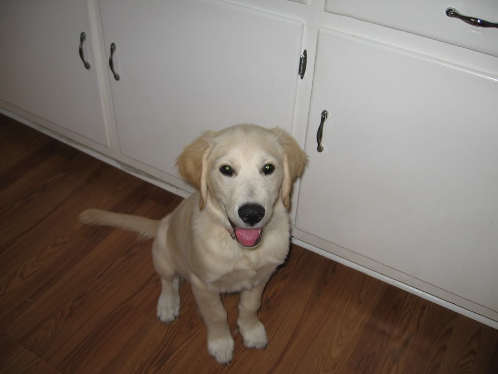 Rileypuppypics021.jpg