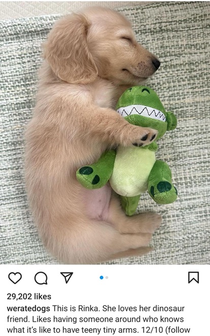 rinka dog.jpg