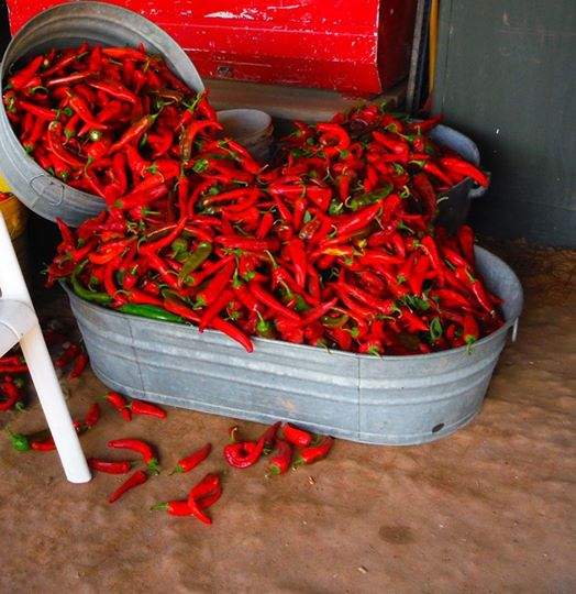 ristra red.jpg
