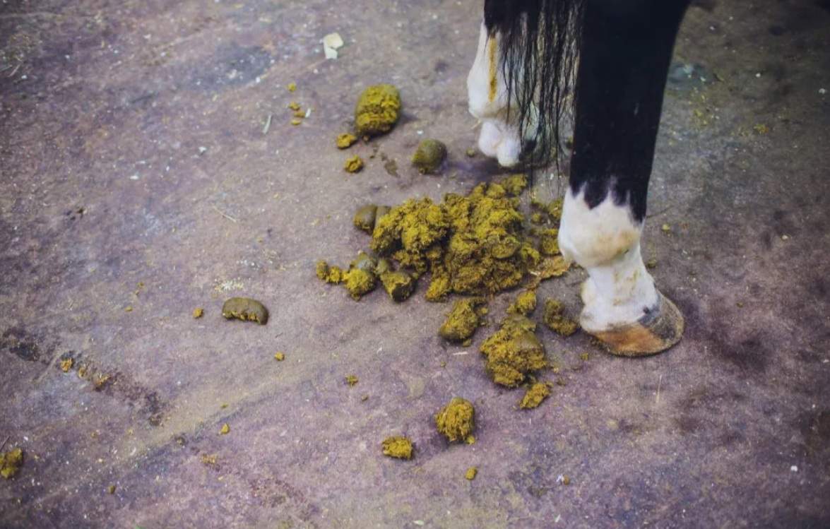 Road-apples.jpg