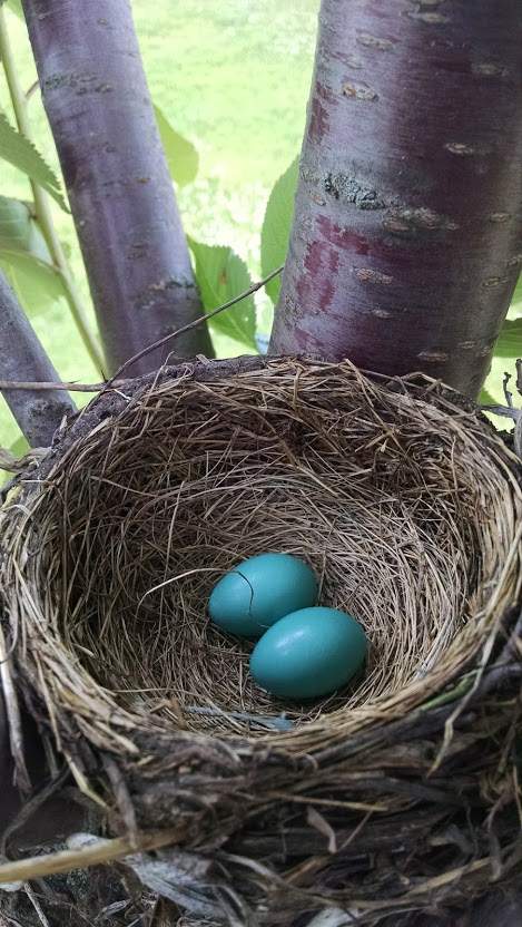 Robin's eggs.jpg