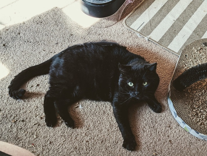 rocco cat.jpg