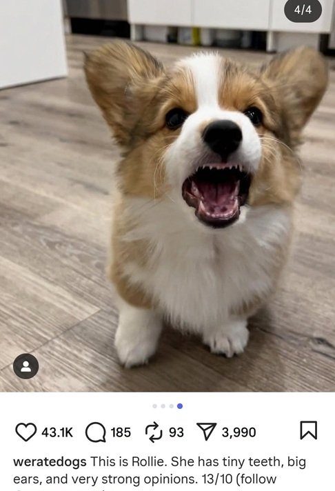 rollie dog.jpg