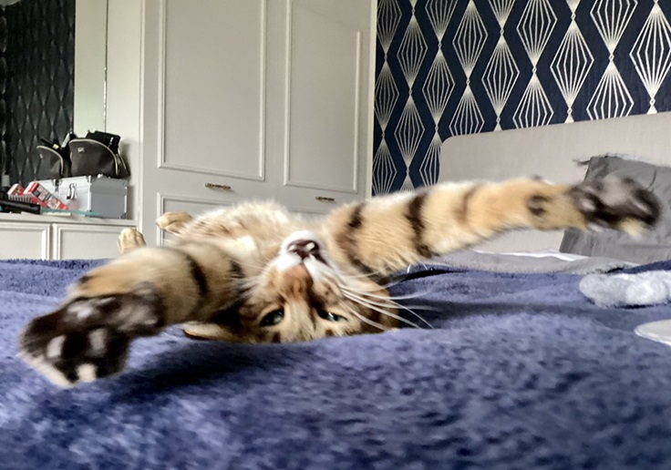 rollover cat.jpg