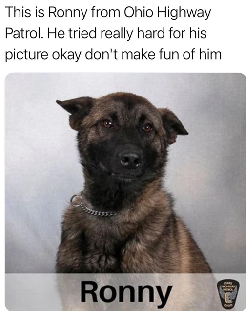 Ronny dog.jpg