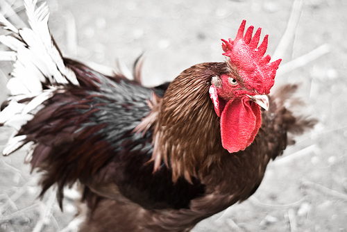roostertwo.jpg