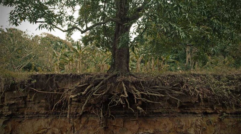 roots-800x445.jpg