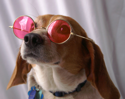 rose-colored-glasses.jpg