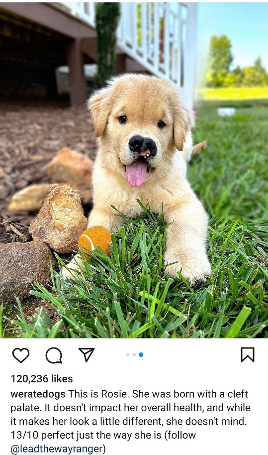 rosie dog.jpg