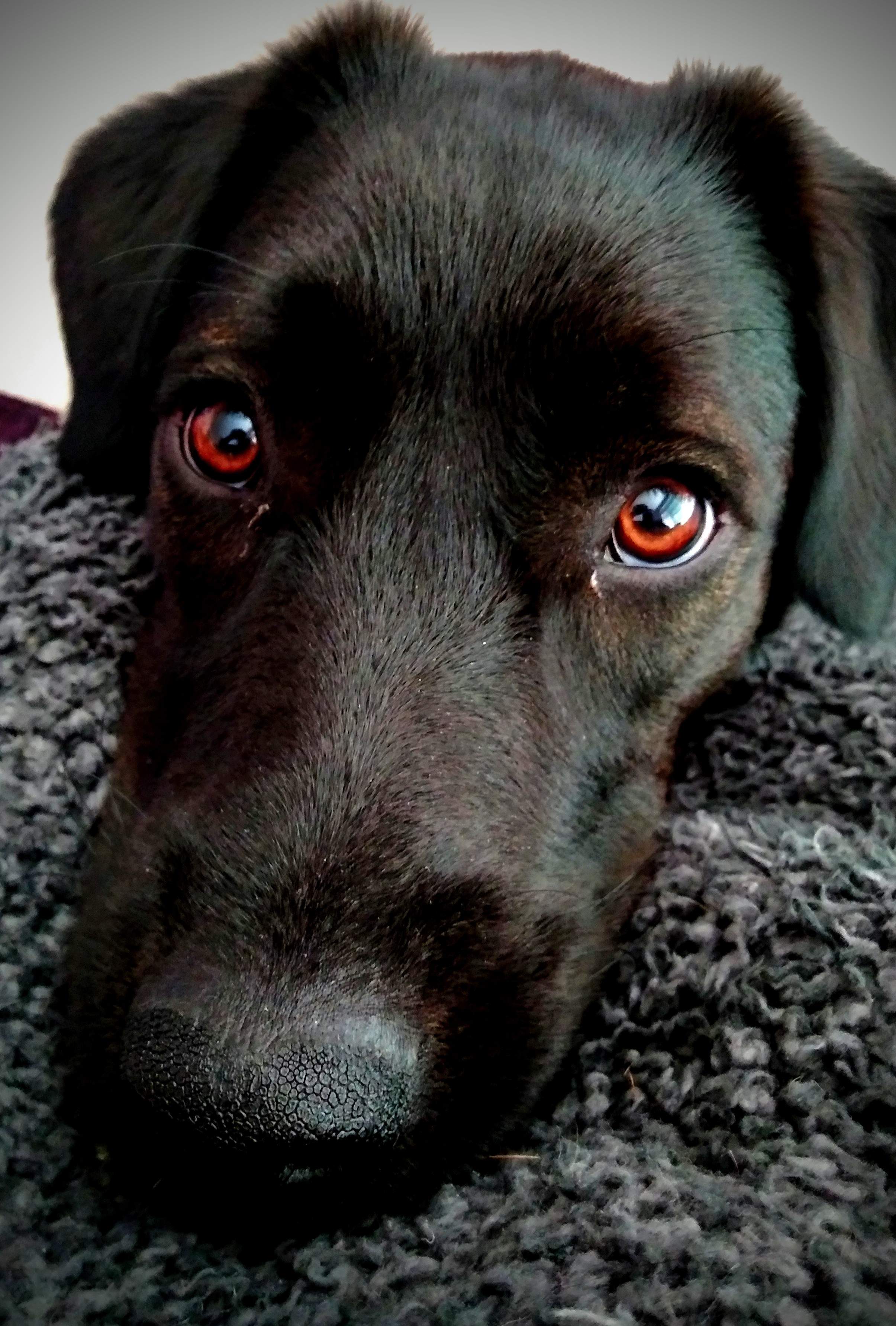 roxie 3.jpg
