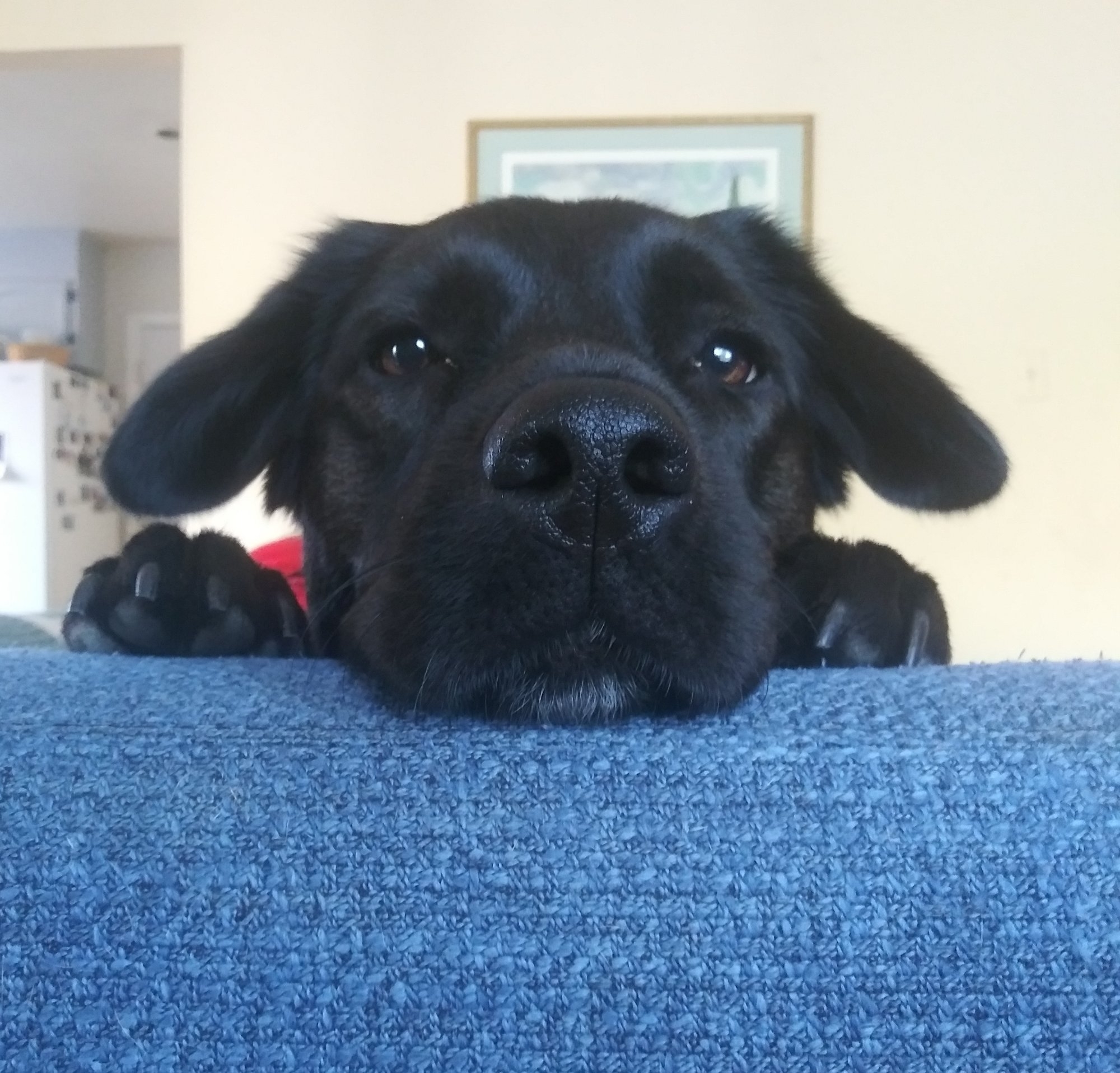 roxie 5.jpg