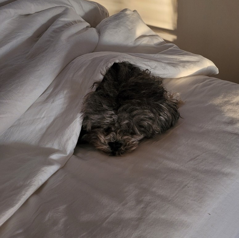 roxieinthebigbed.jpg