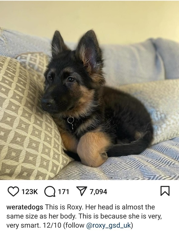 roxy dog.jpg