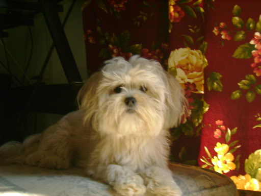 Roxy.jpg
