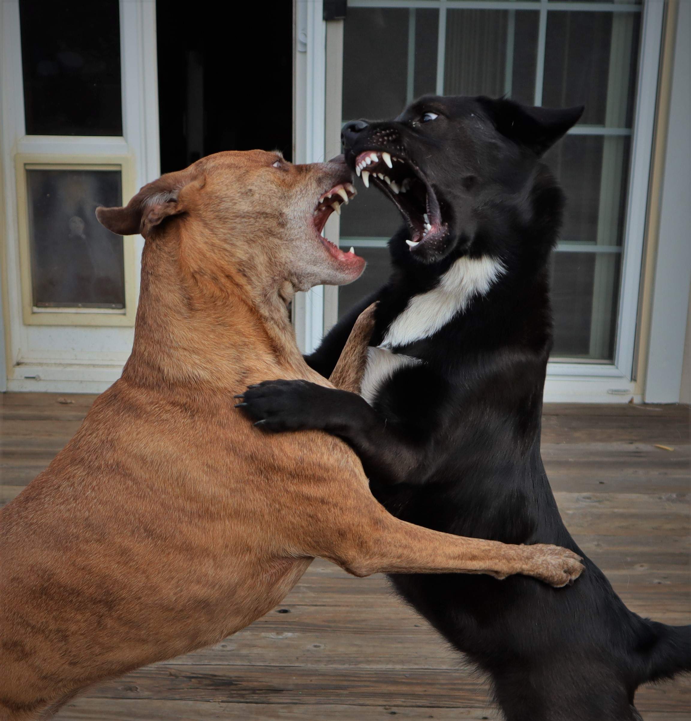 Roxy vs. Sadie.jpg