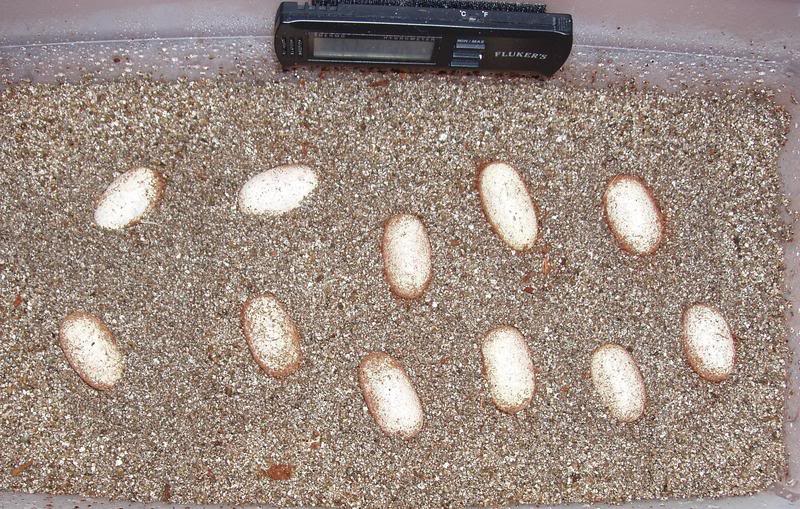 rsz_eggs2.jpg