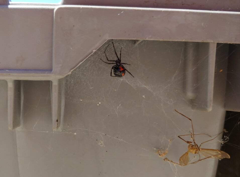 rsz_rsz_black_widow.jpg