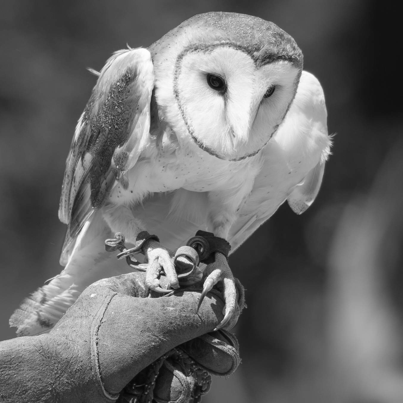 rtbarnowl.jpg