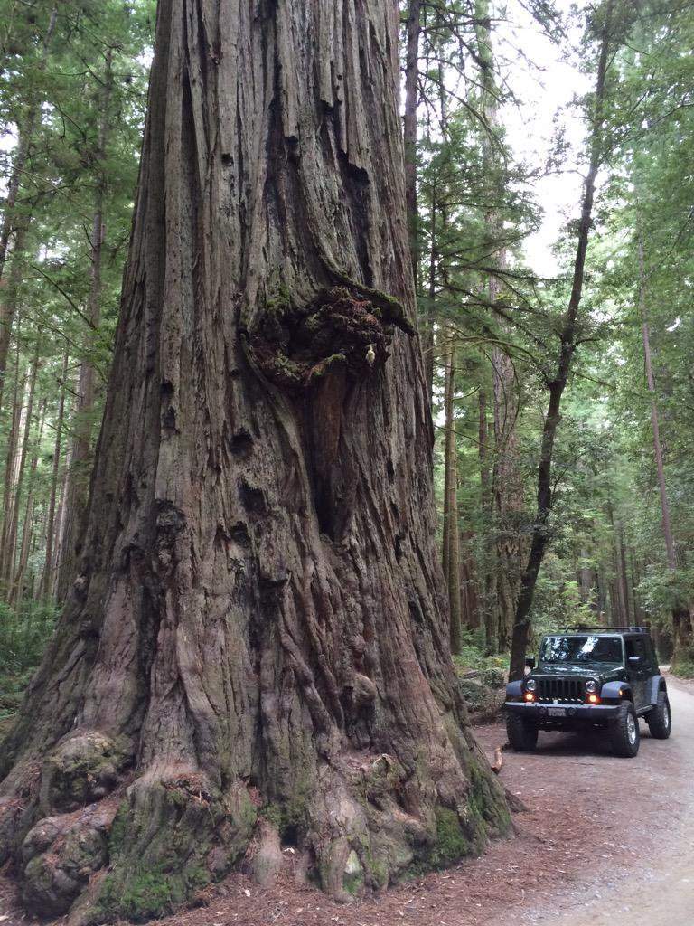 Rubi_Redwoods.jpg