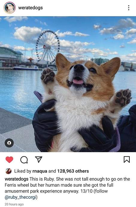 ruby corgi.jpg