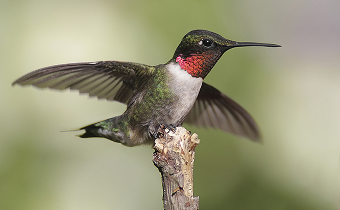 ruby-throated-still.jpg