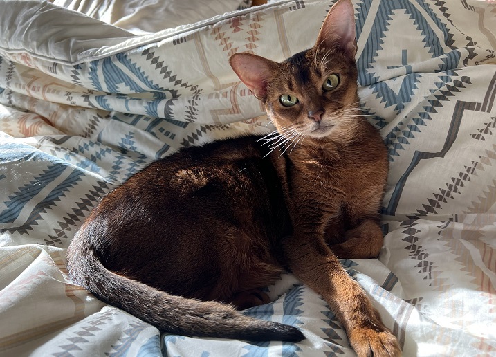 ruddy cat.jpg