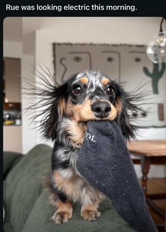 Rue dog.jpg