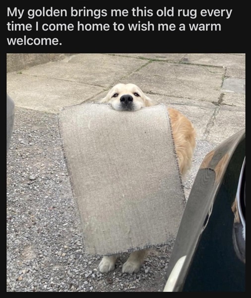 rug dog.jpg
