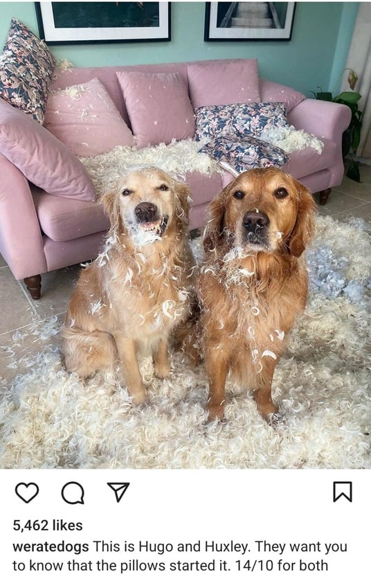 rug dogs.jpg