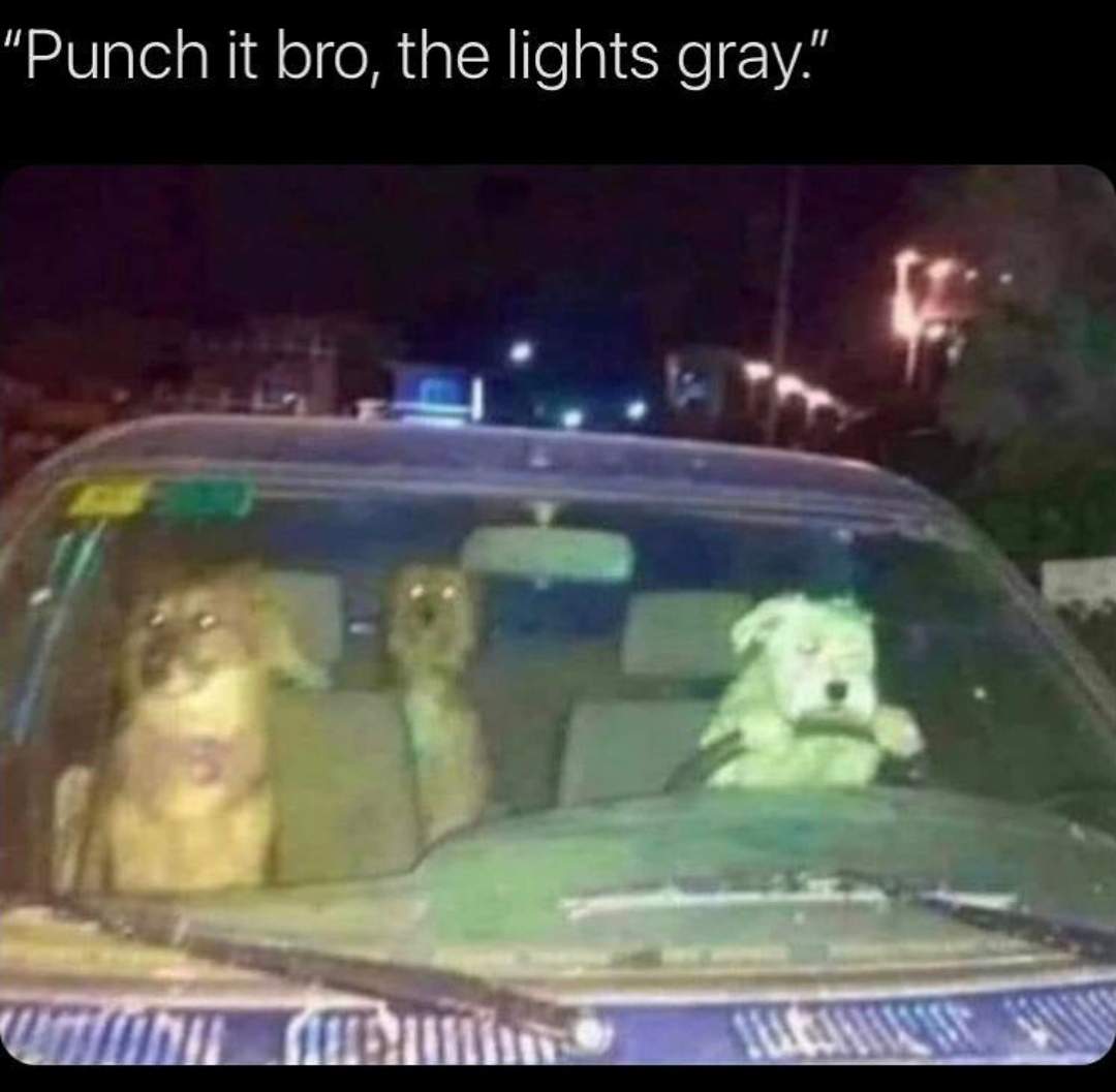run gray light dog.jpg