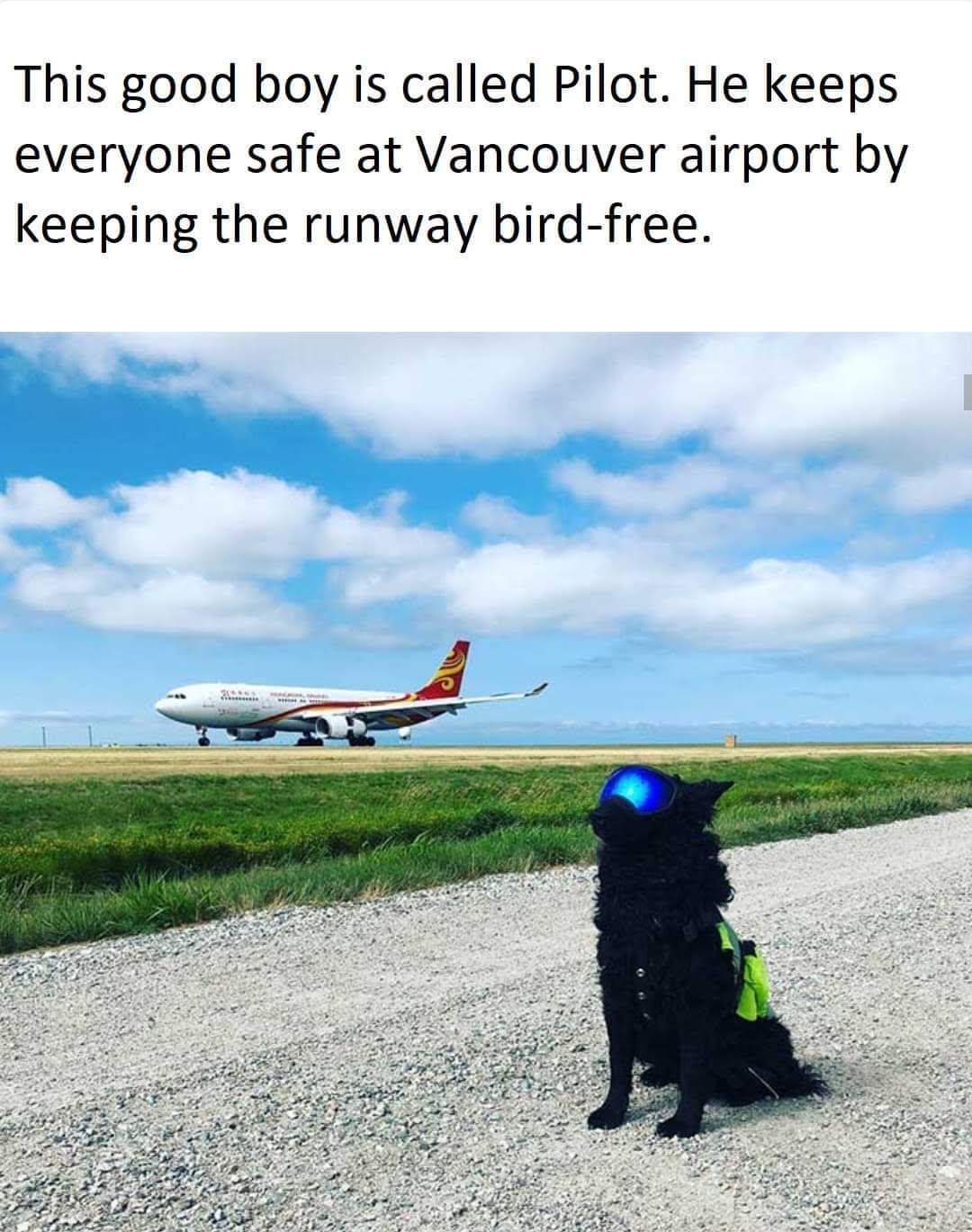 runway dog.jpg