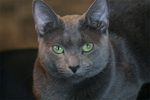 russian-blue-cat_2.jpg
