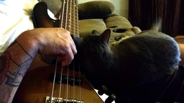 sad cat.jpg