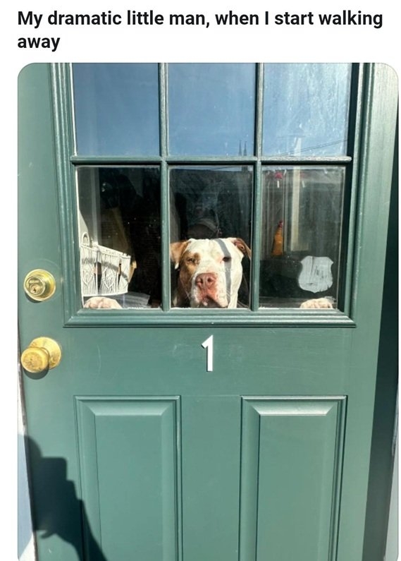 sad dog.jpg