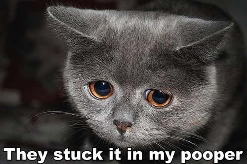 sad_kitty_stuck_pooper.jpg