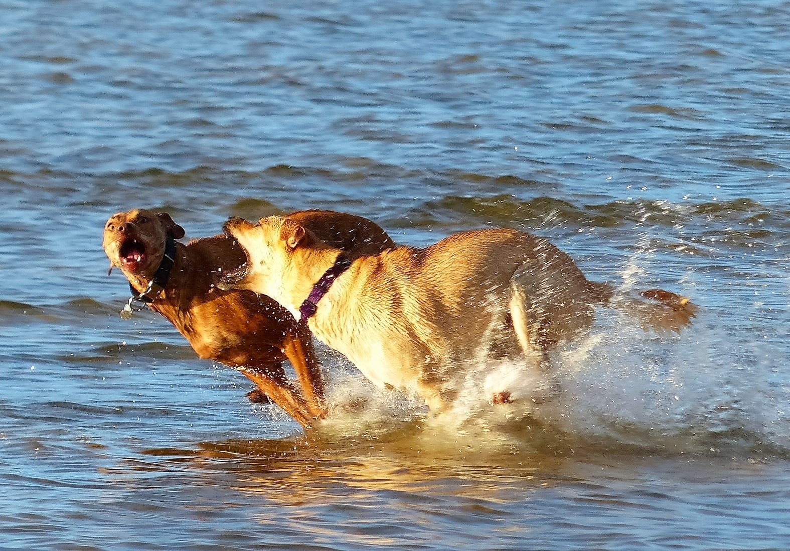 sadie 80.jpg
