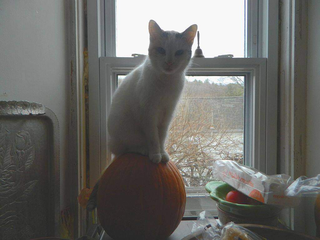 Sadie and pumpkin.jpg