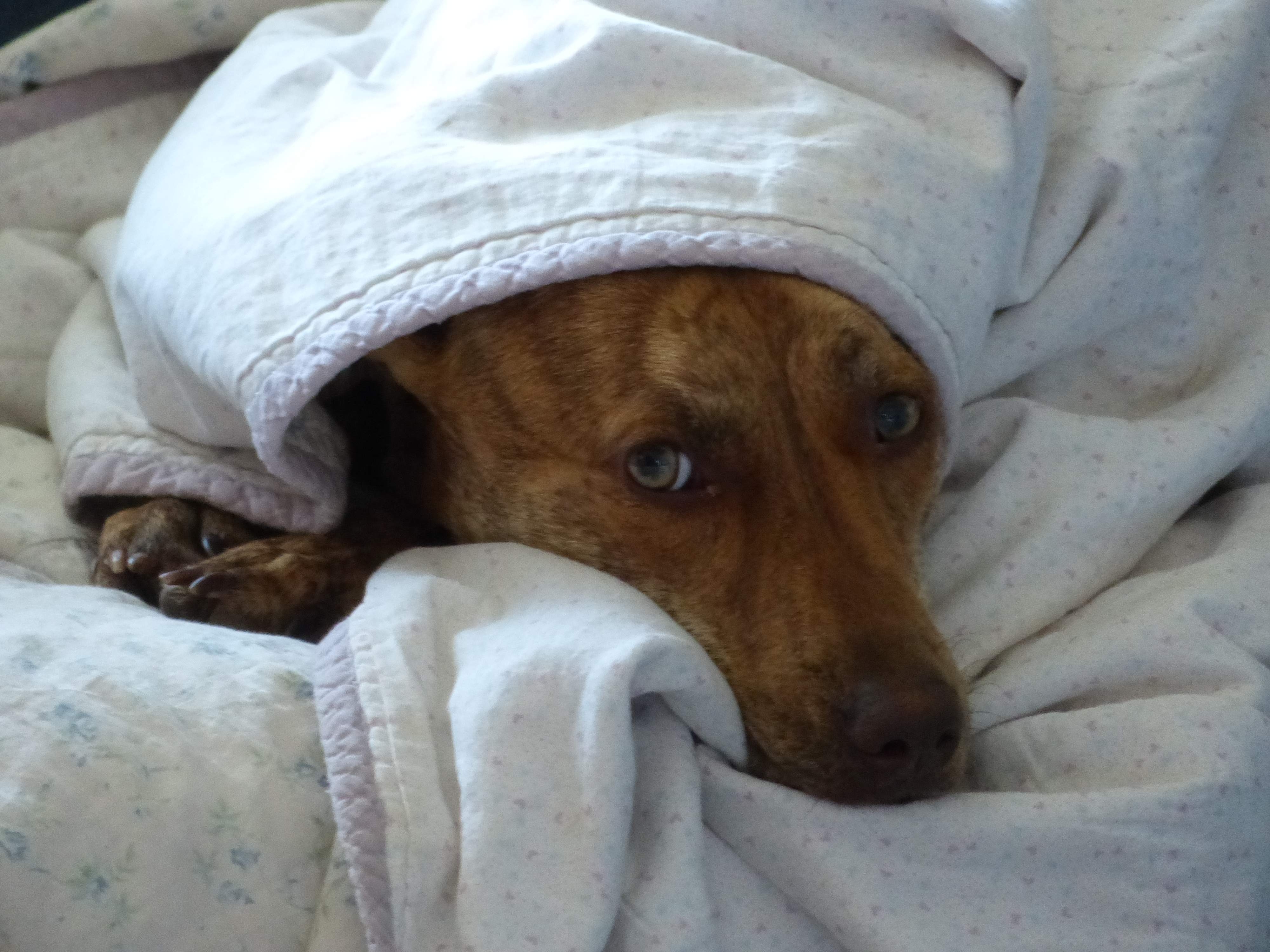 Sadie in bed.JPG
