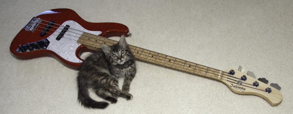 Sadowsky-Cat.jpg