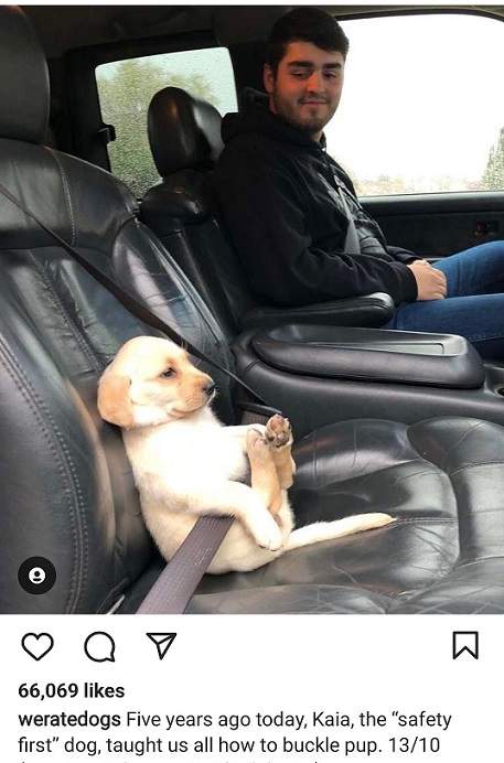 safety dog 1.jpg