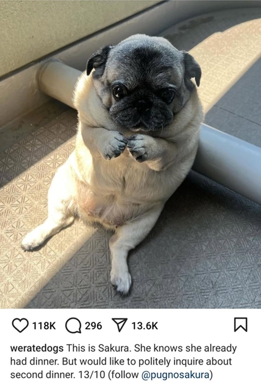 sakura dog.jpg
