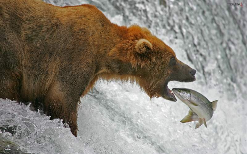 Salmon!.jpg
