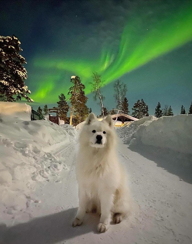 samoyed.jpg