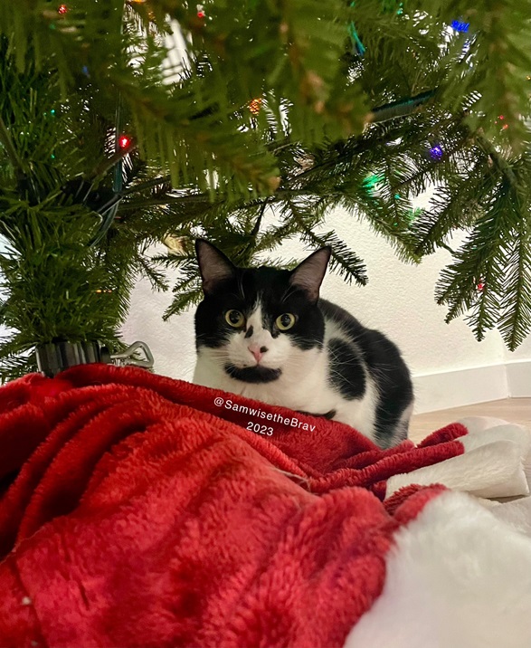 samwise cat.jpg