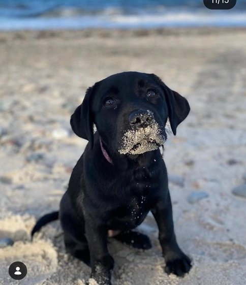 sand dog.jpg