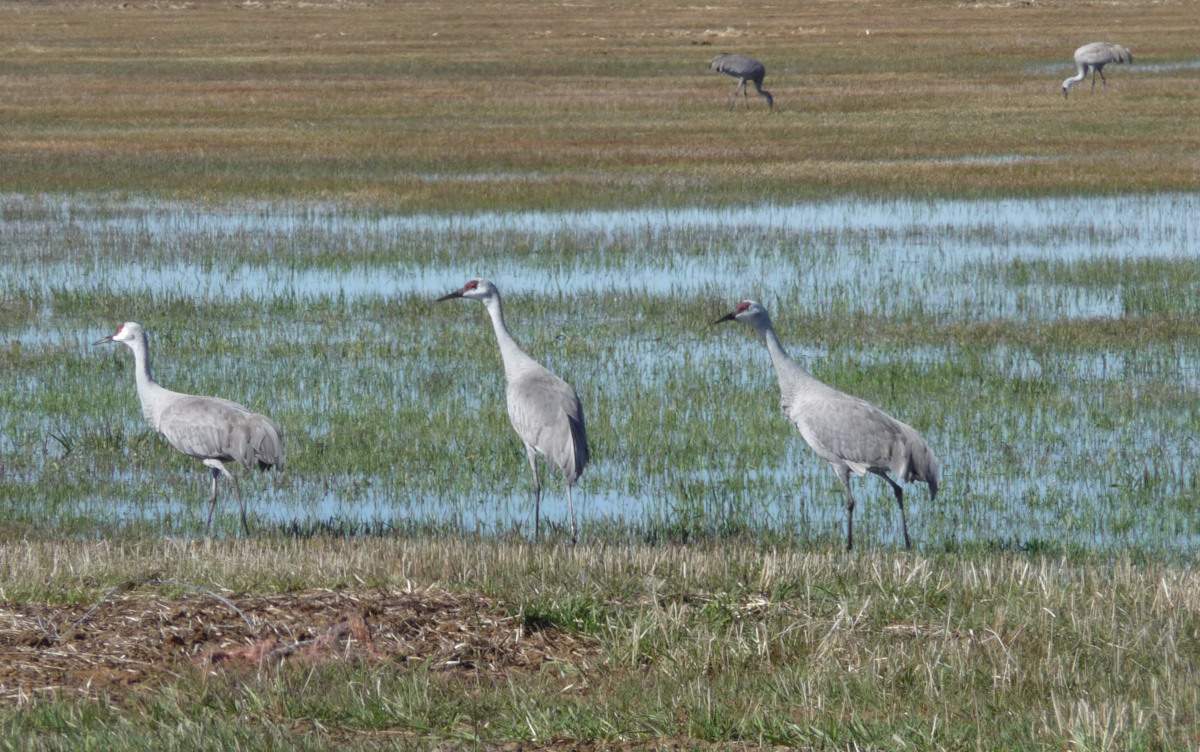 SandhillCranes_1.JPG